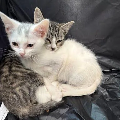 A baby small-sized female White Domestic Short Hair cat named Chupacabra for adoption in South Elgin, IL