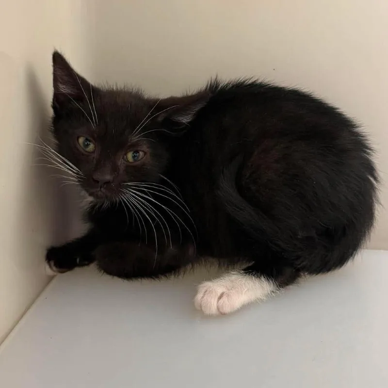 A baby small-sized male Domestic Short Hair cat named Twitch for adoption in Rocky Mount, VA