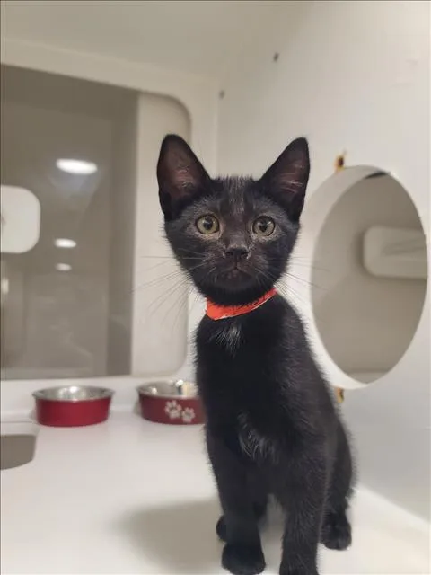 A baby small-sized female Domestic Short Hair cat named Void for adoption in Hayward, CA