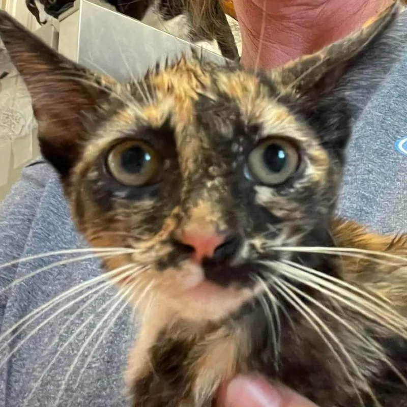 A baby small-sized female Calico Domestic Short Hair cat named Sahara for adoption in Hemet, CA
