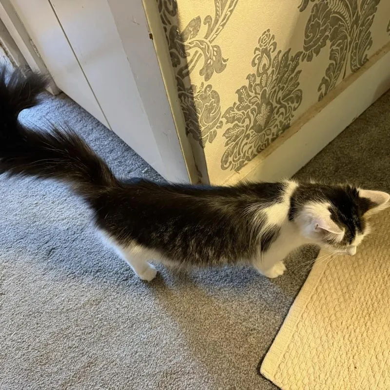 An adult small-sized female American Shorthair cat named Lucey for adoption in Bremen, OH