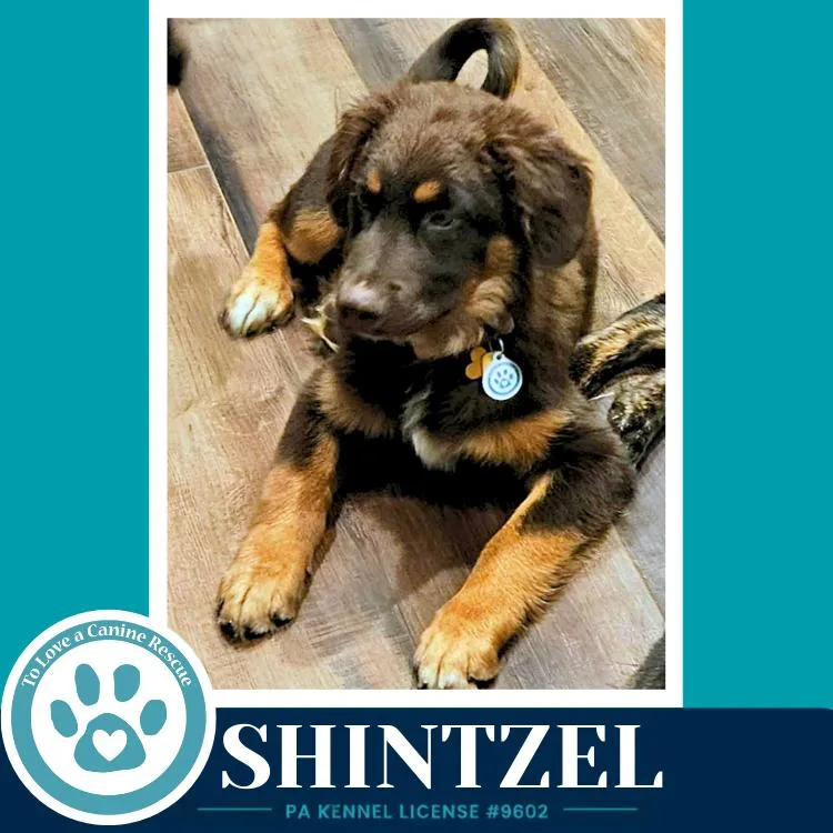 A baby large-sized female Australian Shepherd dog named Shintzel for adoption in Kimberton, PA
