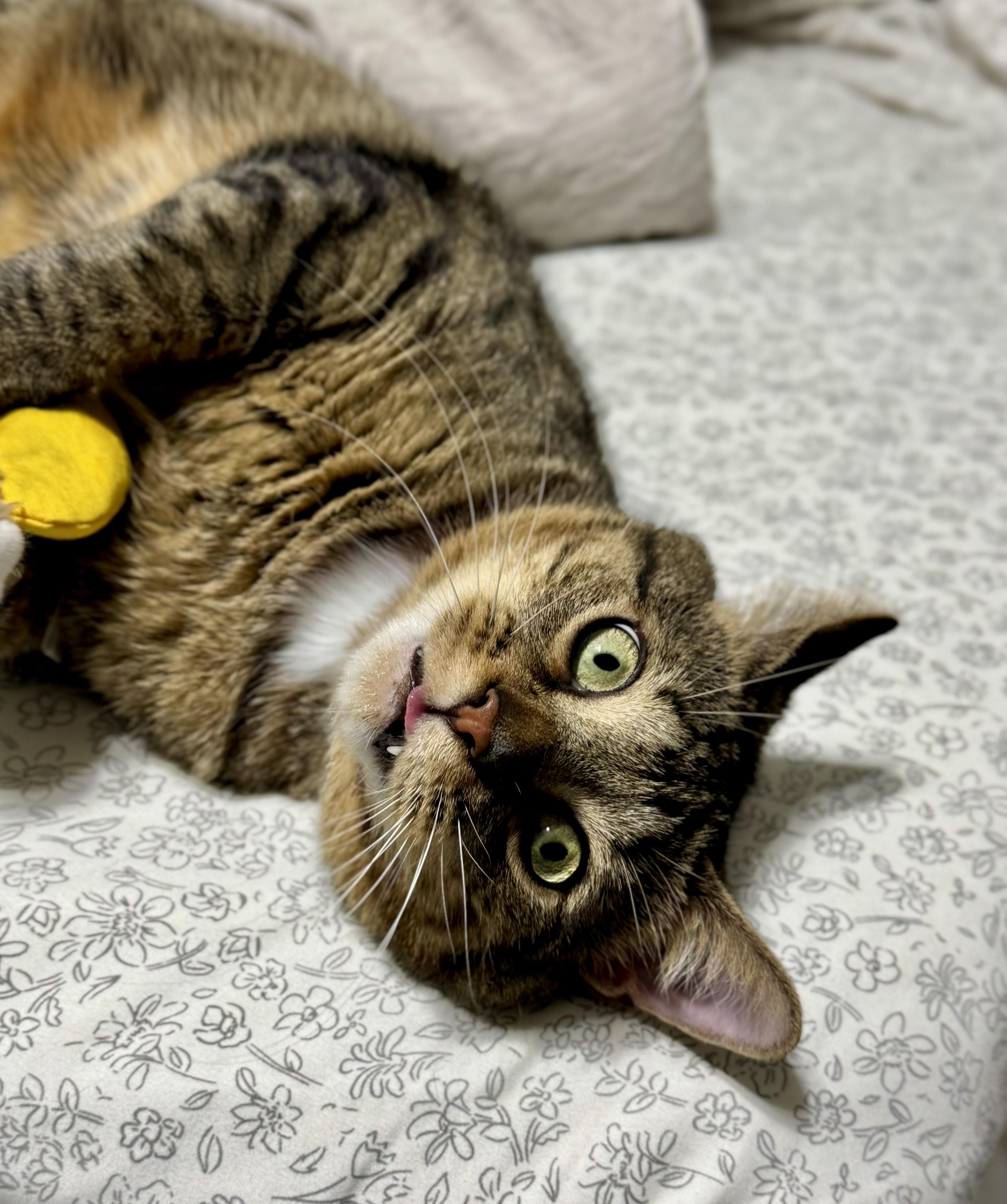 A young medium-sized male Tabby (Brown / Chocolate) Domestic Short Hair cat named Bap for adoption in Toledo, OH