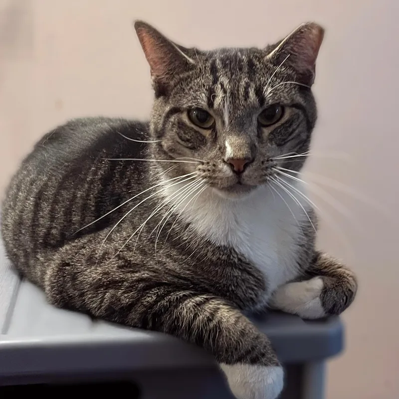 An adult large-sized male Tabby (Brown / Chocolate) Domestic Short Hair cat named Abe for adoption in Astoria, NY