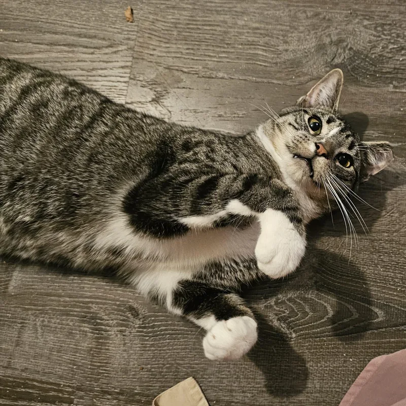 Abe thumbnail 6