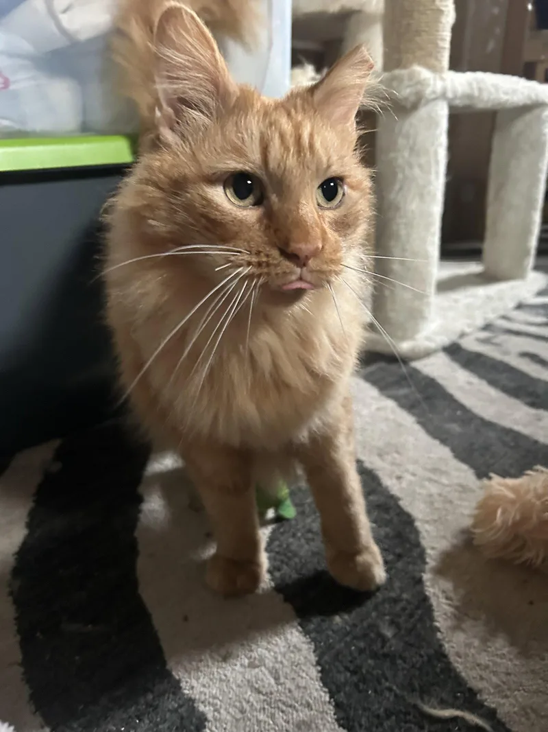Ferdinand