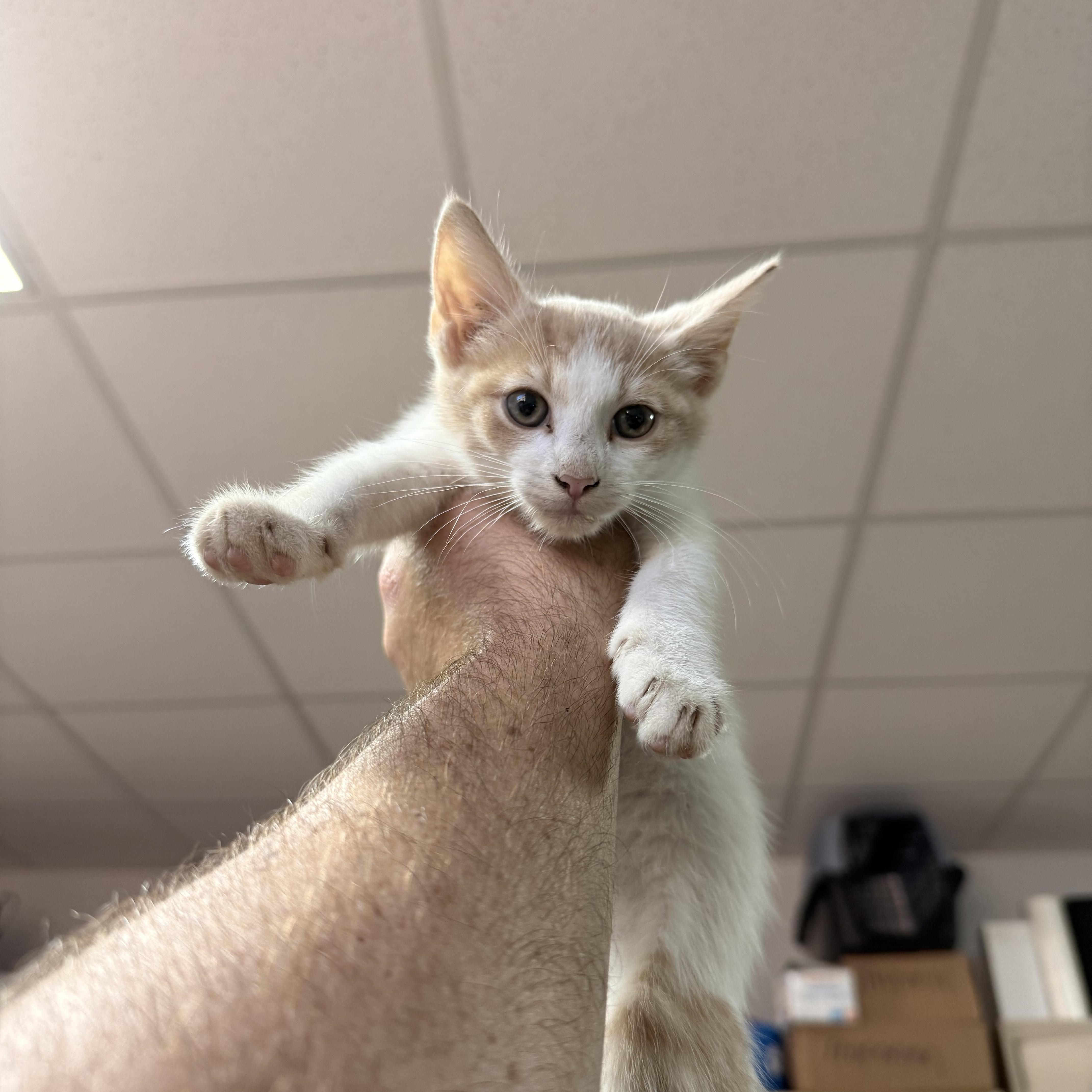 A baby medium-sized male Orange & White Domestic Short Hair cat named Three for adoption in Columbia, SC