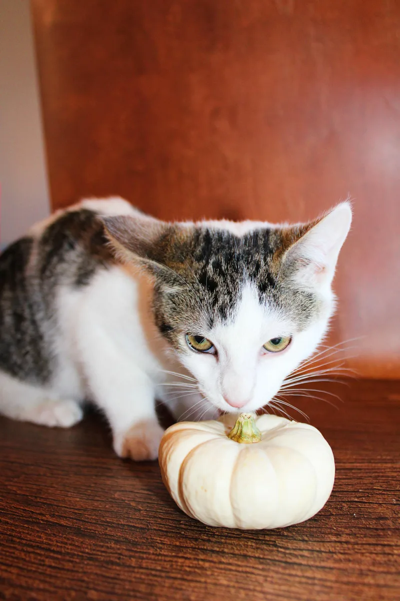 A baby small-sized male Tabby cat named Kipper for adoption in Lees Summit, MO