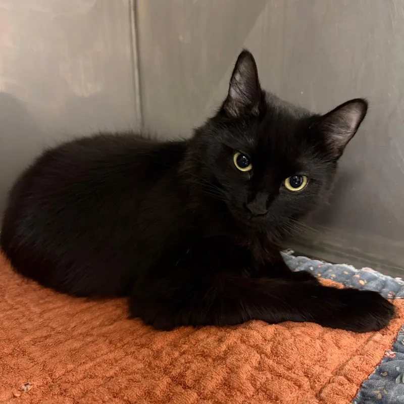 An adult medium-sized female Domestic Medium Hair cat named Jackie for adoption in Newberg, OR