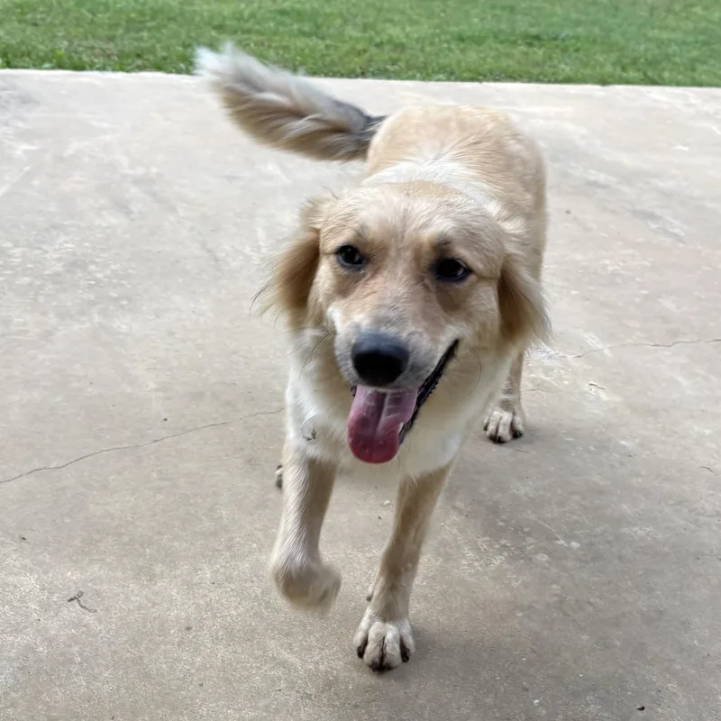 An adult medium-sized female Golden Australian Shepherd dog named Ct Hoka Deaf for adoption in Stormville, NY