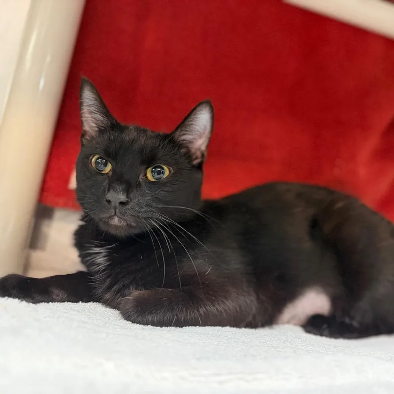 Negra