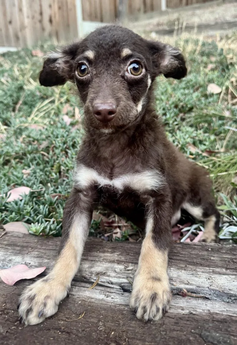 A young small-sized female Brown / Chocolate Terrier dog named Summer for adoption in Valley Village, CA