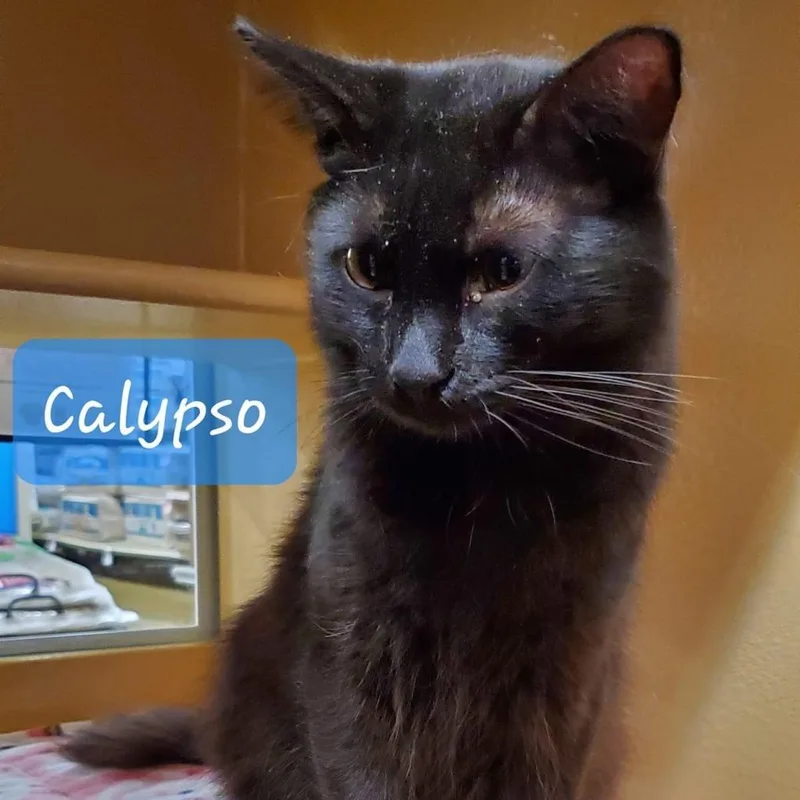Calypso thumbnail 3
