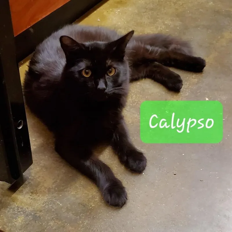 Calypso thumbnail 5