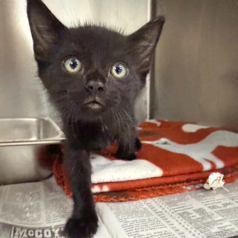 A baby small-sized male Domestic Short Hair cat named Poe KCAC . for adoption in Kerrville, TX