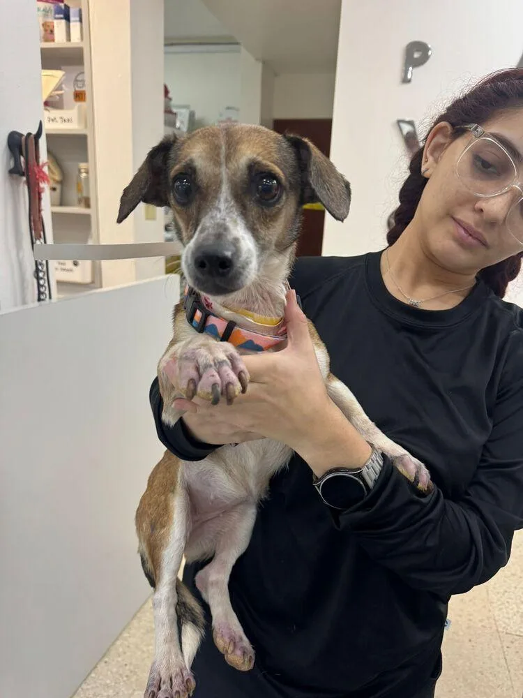 A young small-sized female Chihuahua dog named Carissa for adoption in Manhattan, NY