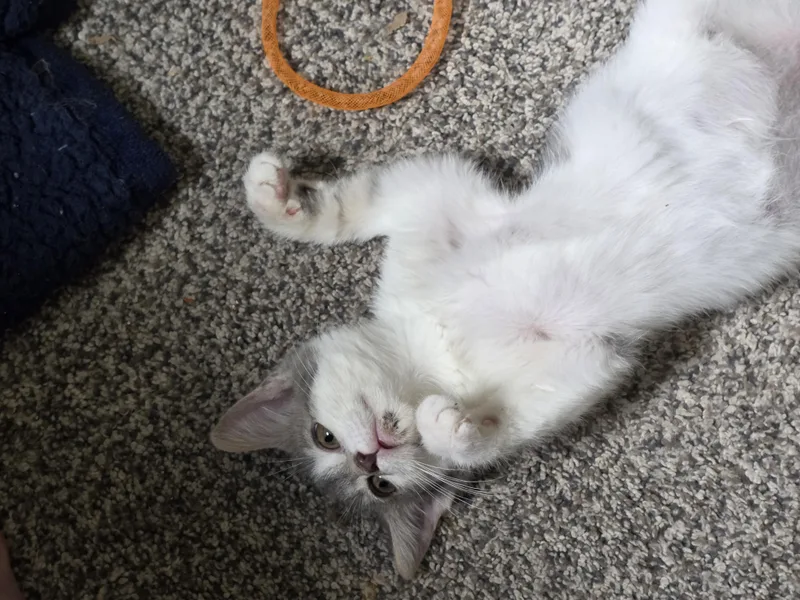 A baby medium-sized female Gray & White Domestic Short Hair cat named Taylor for adoption in Battle Creek, MI