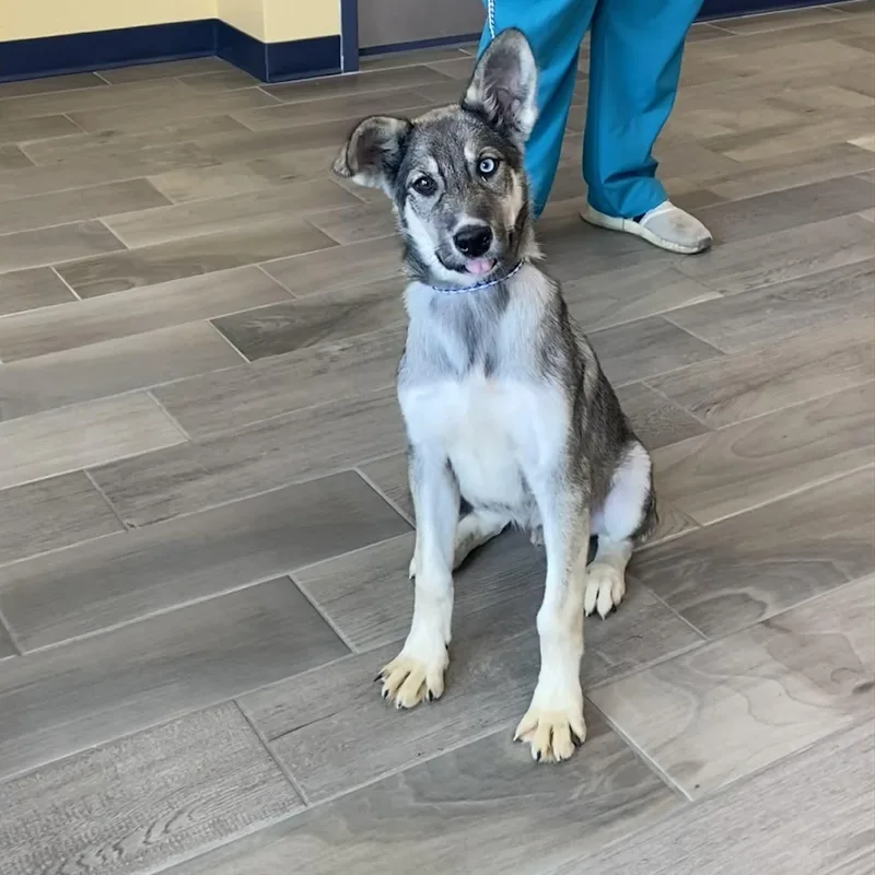 A young large-sized male Gray / Blue / Silver Husky dog named Hagrid for adoption in Nevada, MO