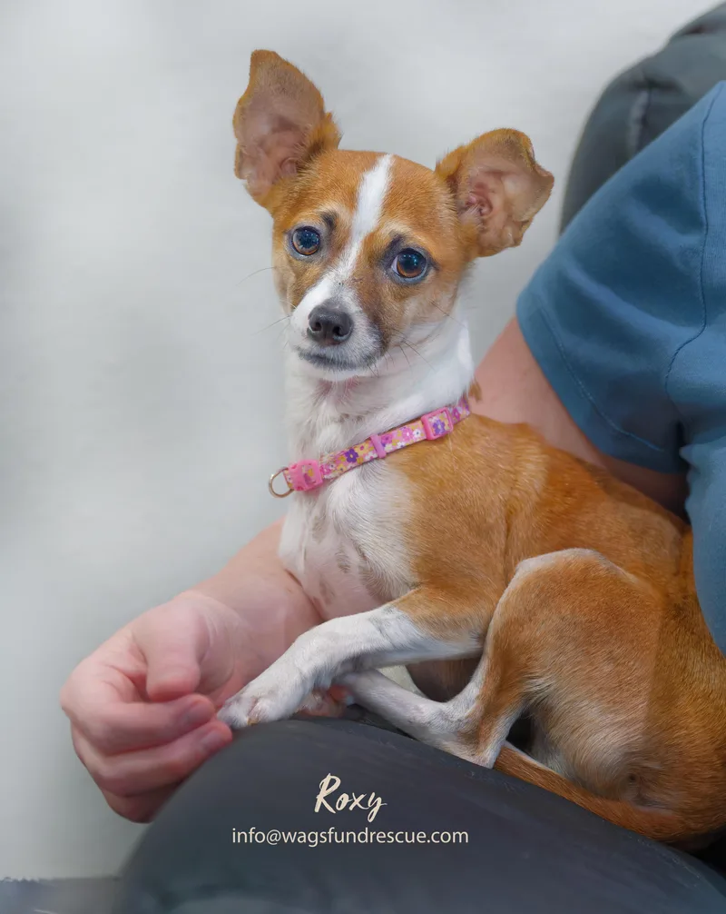 Roxy