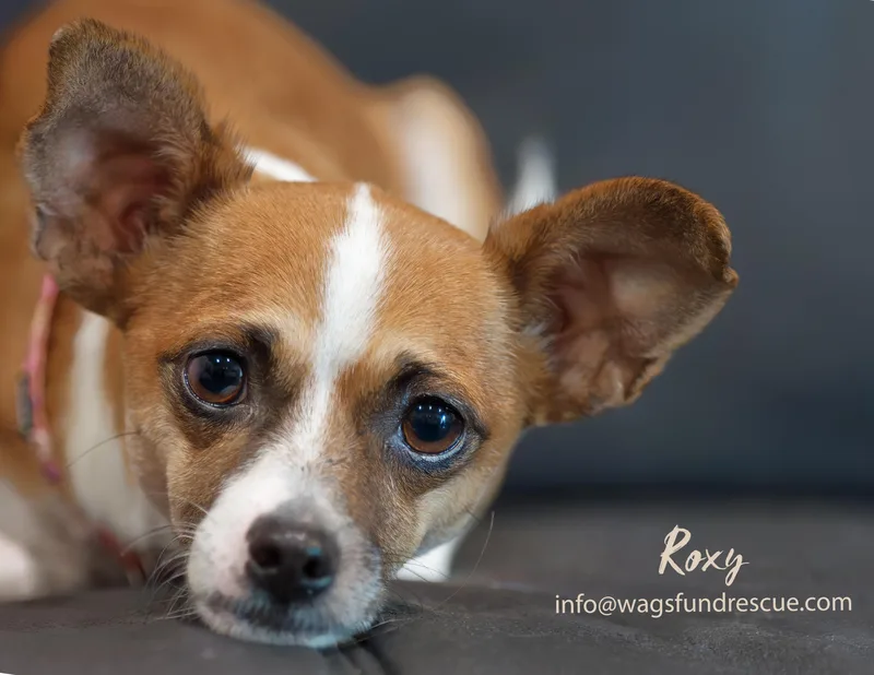 Roxy thumbnail 4
