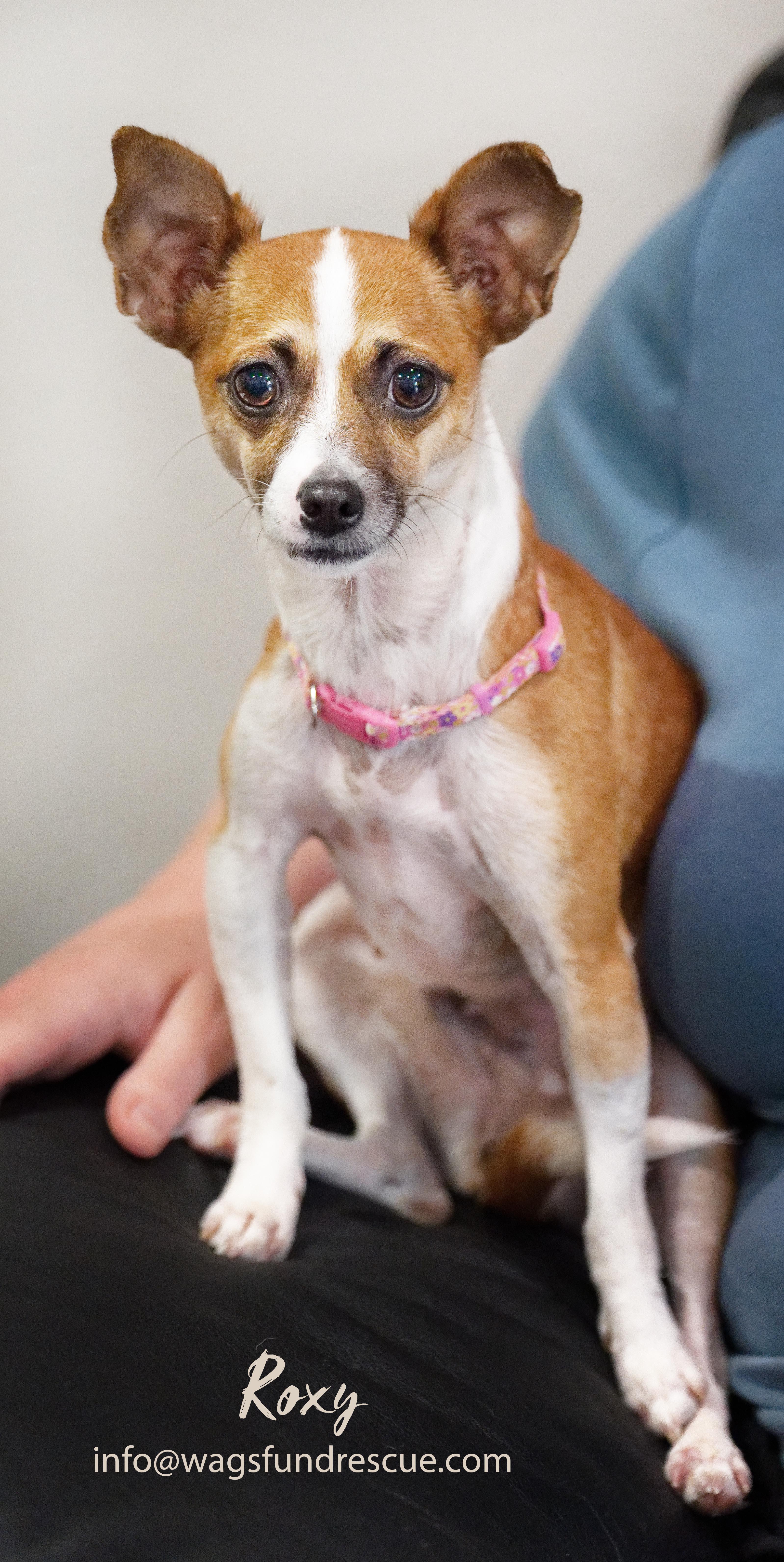 Roxy thumbnail 5