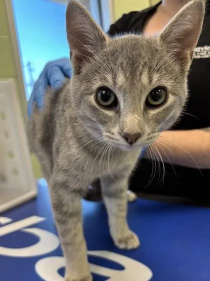 A baby small-sized male Domestic Short Hair cat named Adidas for adoption in Longview, TX