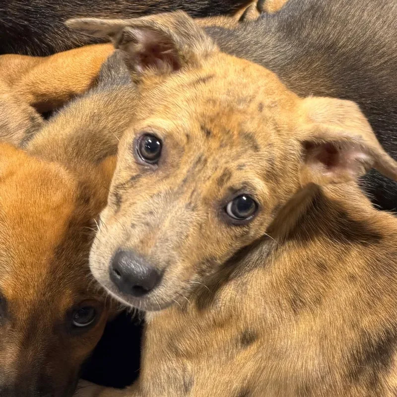 A baby medium-sized male Golden Australian Shepherd dog named Crush for adoption in Duck River, TN