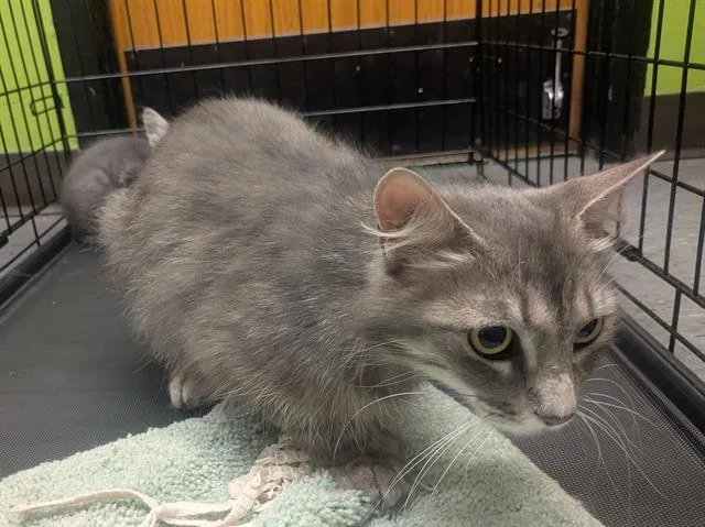 A young medium-sized female Domestic Medium Hair cat named Puffer for adoption in Kent, WA
