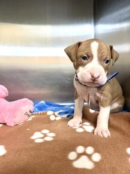 A baby medium-sized male Terrier dog named Bourbon for adoption in New Orleans, LA