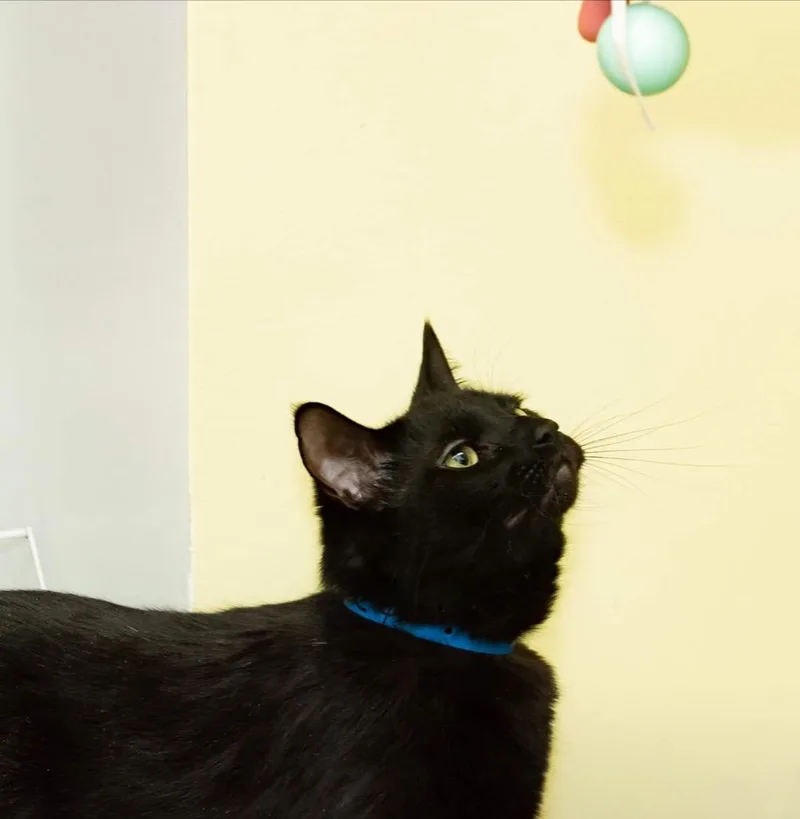 An adult medium-sized male Domestic Short Hair cat named Zack for adoption in Muskegon, MI