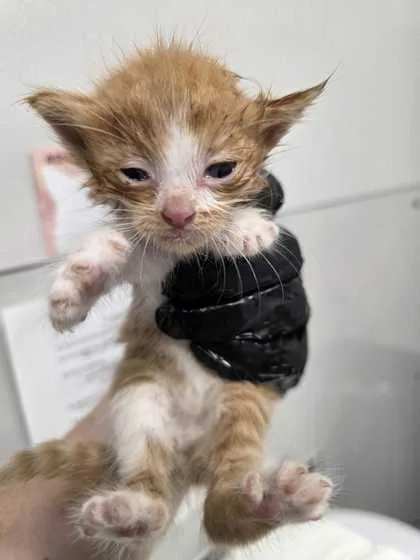 A baby small-sized male Domestic Short Hair cat named Nash for adoption in Sevierville, TN