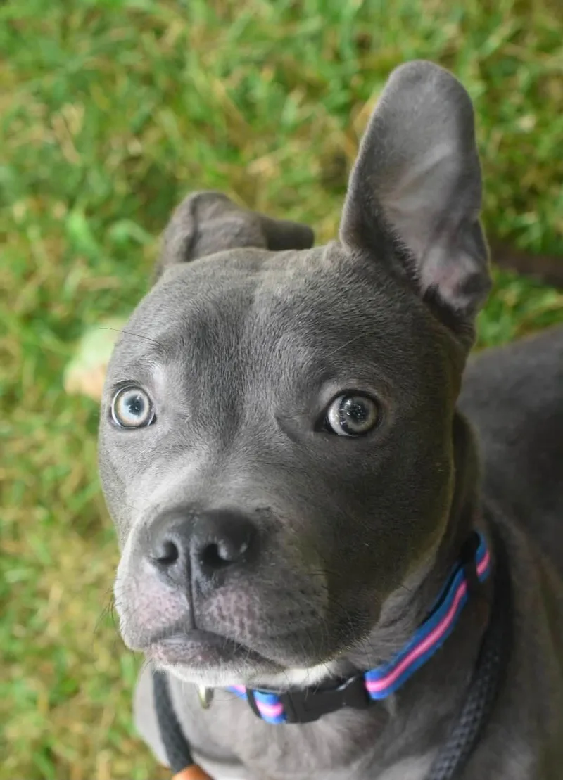 A young medium-sized female Gray / Blue / Silver Pit Bull Terrier dog named Charlotte for adoption in Bowling Green, OH