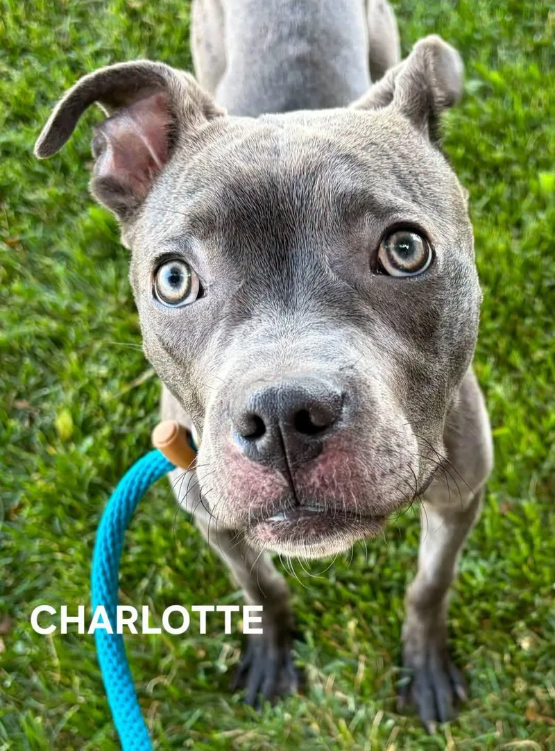 Charlotte thumbnail 4