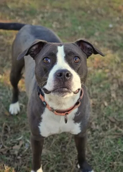 An adult medium-sized female Mixed Breed dog named Nami for adoption in Aiken, SC