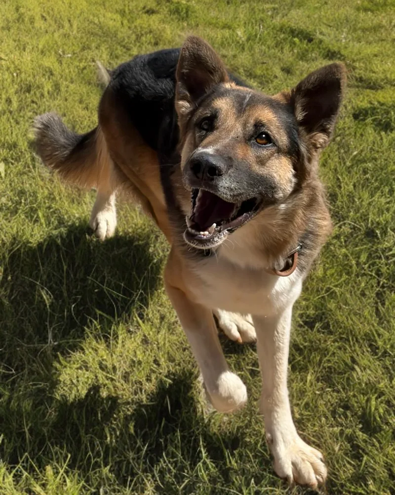 An adult large-sized male German Shepherd Dog dog named Fidget for adoption in Kingman, AZ