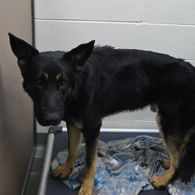 An adult small-sized male Black German Shepherd Dog dog named Black Bart for adoption in Lyndhurst, VA