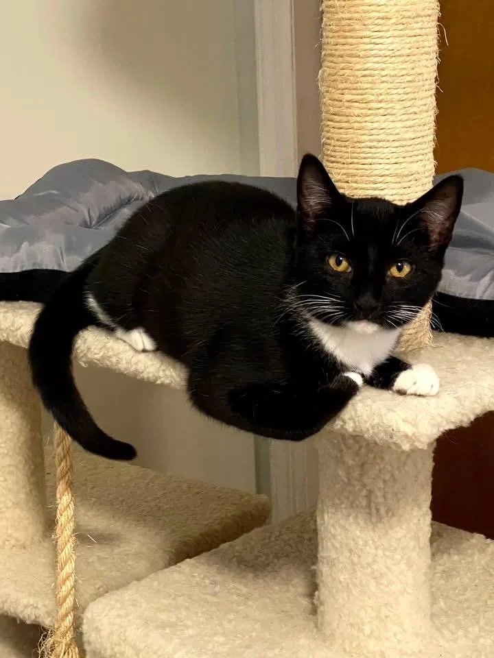 Tiki Aka Tic Tac thumbnail 3