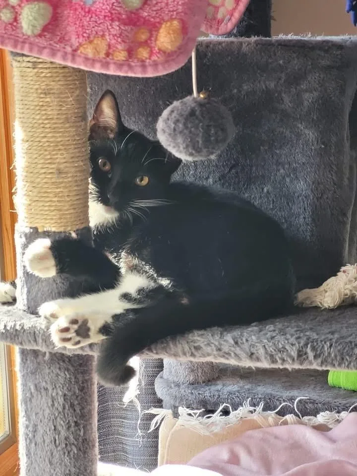 Tiki Aka Tic Tac thumbnail 5