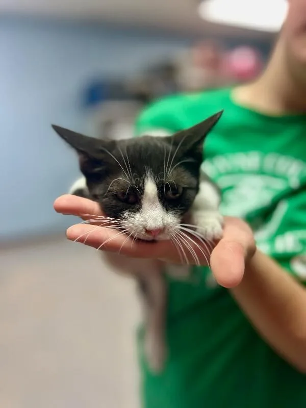 A young medium-sized female Black Domestic Short Hair cat named Frankie for adoption in Wooster, OH