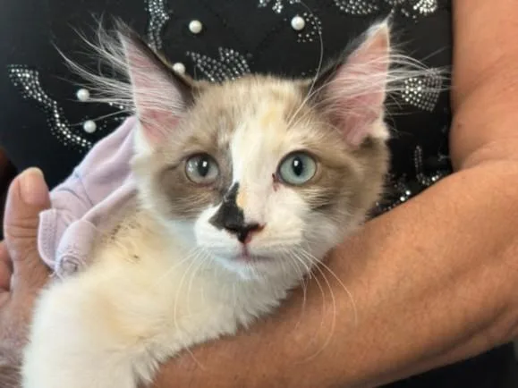 A baby medium-sized female Snowshoe cat named Dottie for adoption in Chatsworth, CA