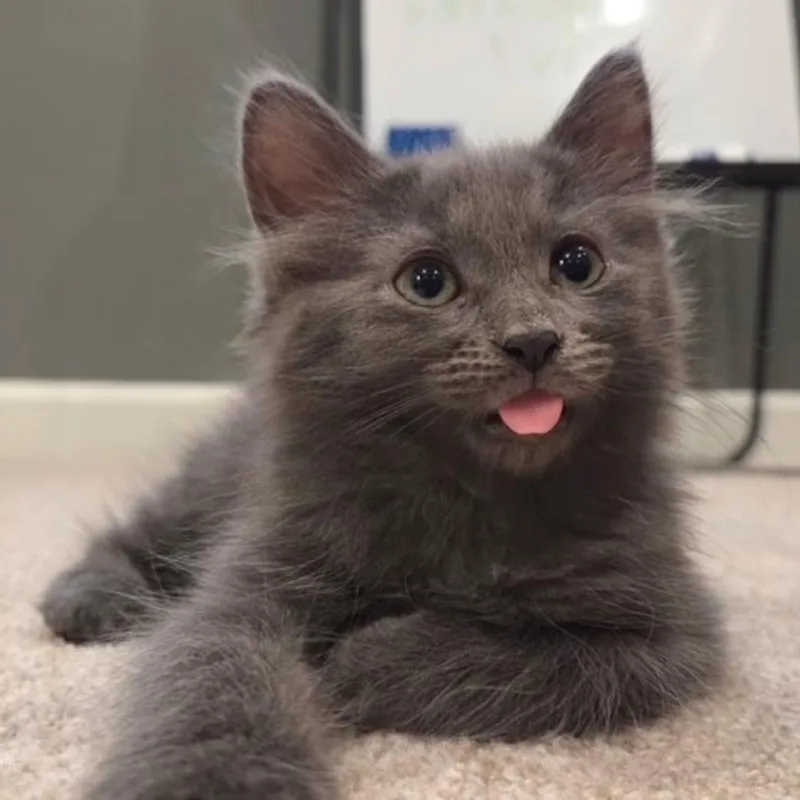 A young medium-sized female Domestic Long Hair cat named Monkey for adoption in Findlay, OH
