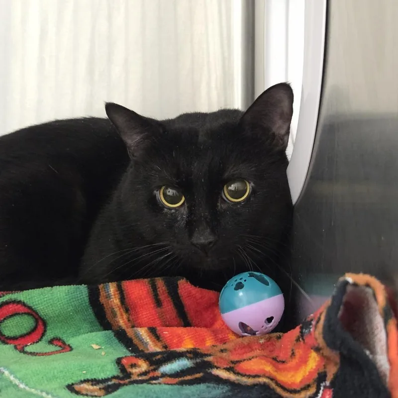 An adult large-sized male Black Domestic Short Hair cat named Calvin K for adoption in Ballston Spa, NY