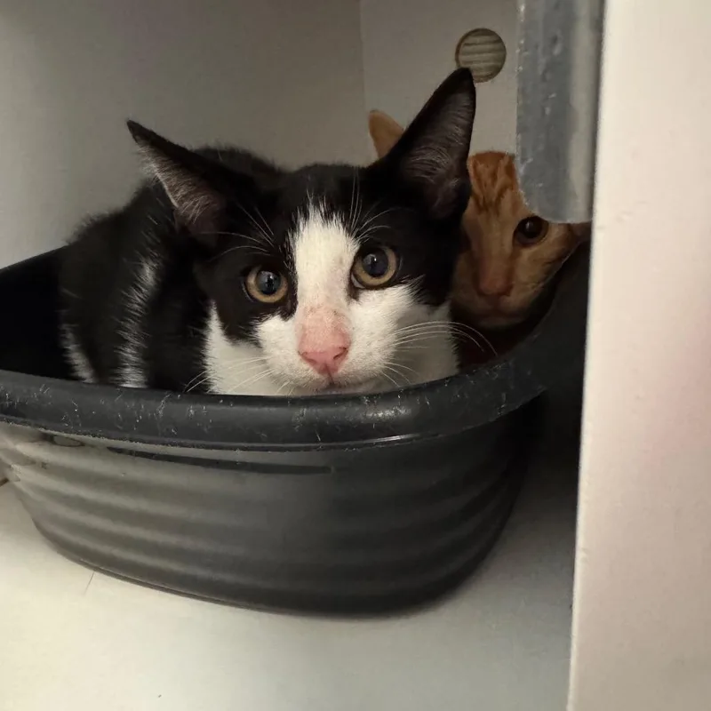 A baby small-sized male Black Domestic Short Hair cat named Troy for adoption in Lake Jackson, TX