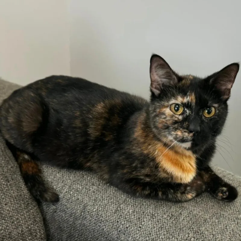 An adult small-sized female Tortoiseshell Domestic Short Hair cat named Crackle for adoption in Goshen, IN