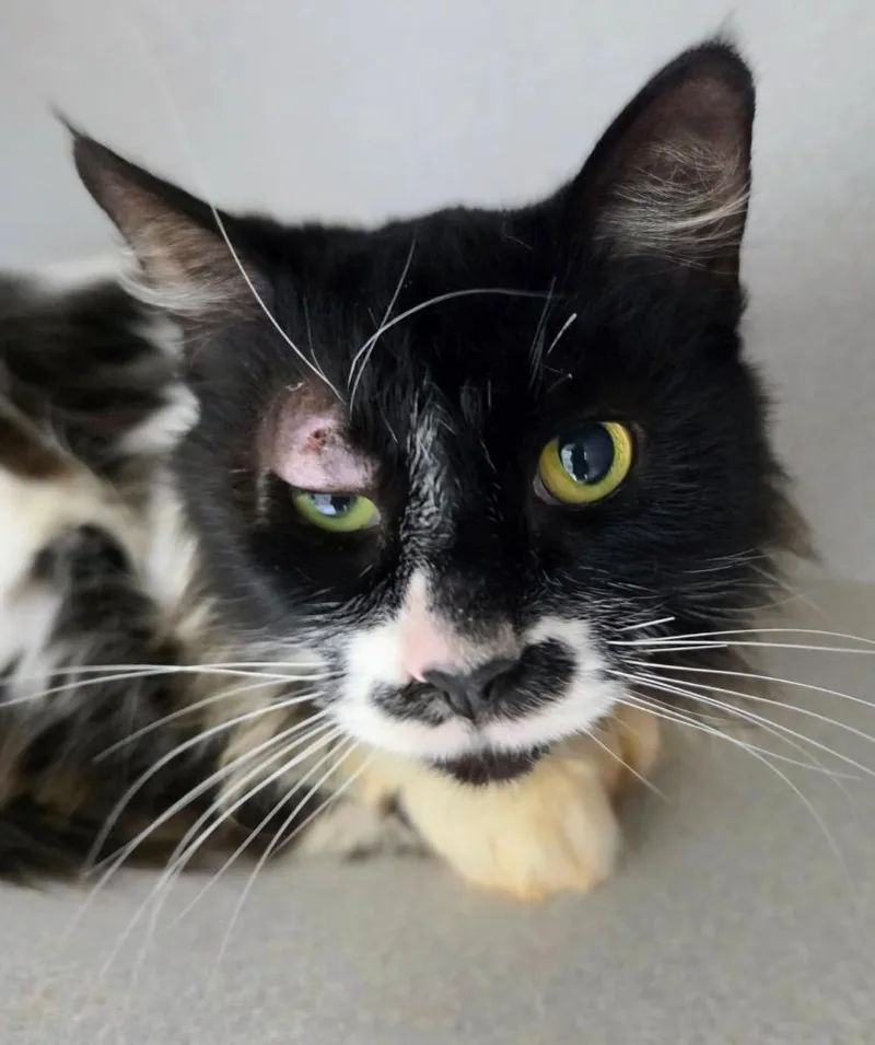 A young medium-sized female Domestic Long Hair cat named Marcelline for adoption in Bloomington, IN