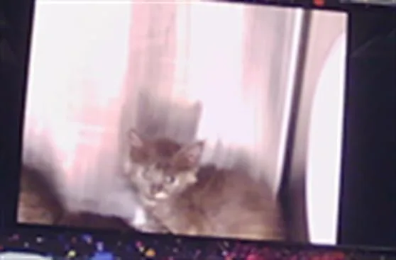 A baby small-sized female Domestic Short Hair cat named Daphne for adoption in Charlotte, NC
