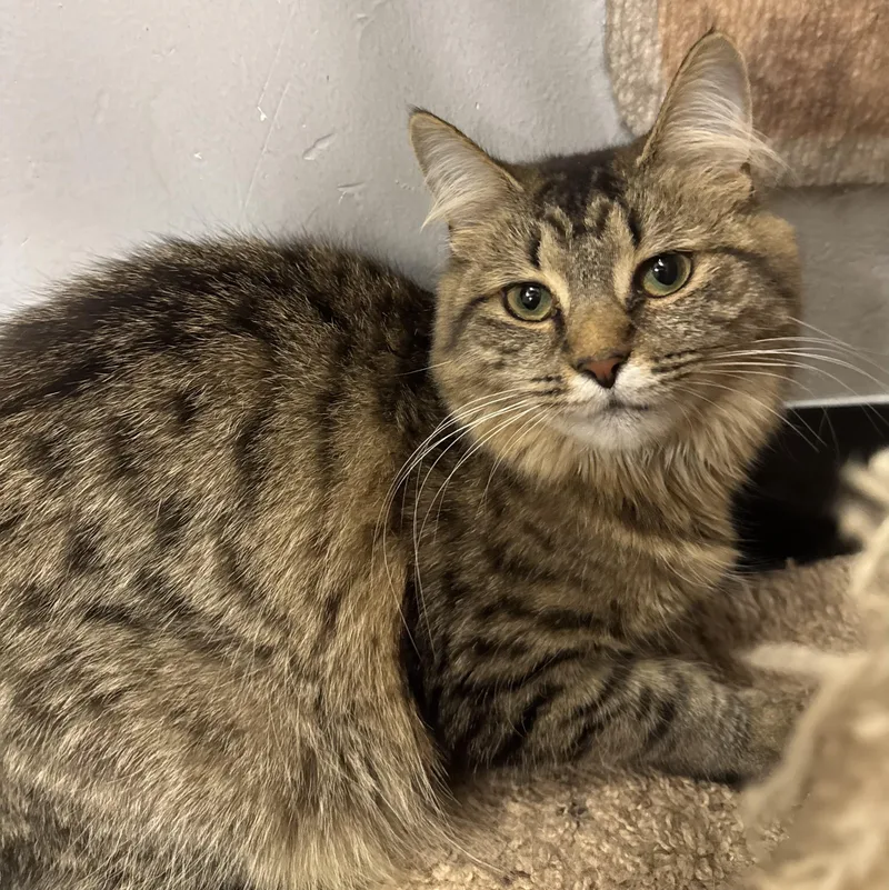 A baby medium-sized female Tabby (Brown / Chocolate) Domestic Medium Hair cat named Vitani for adoption in Maple Shade, NJ