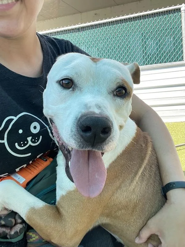 An adult large-sized male Mixed Breed dog named Buck for adoption in Austin, TX