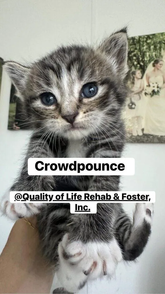 Crowdpounce