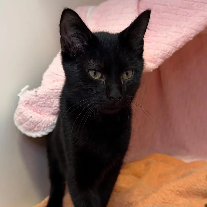 A baby small-sized male Black Domestic Short Hair cat named Batman for adoption in Council Bluffs, IA